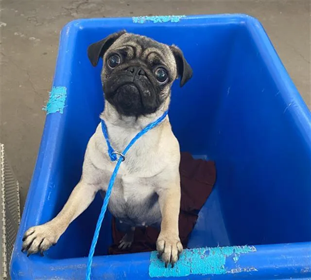 A young medium-sized female Pug dog named Rita for adoption in Dallas, TX