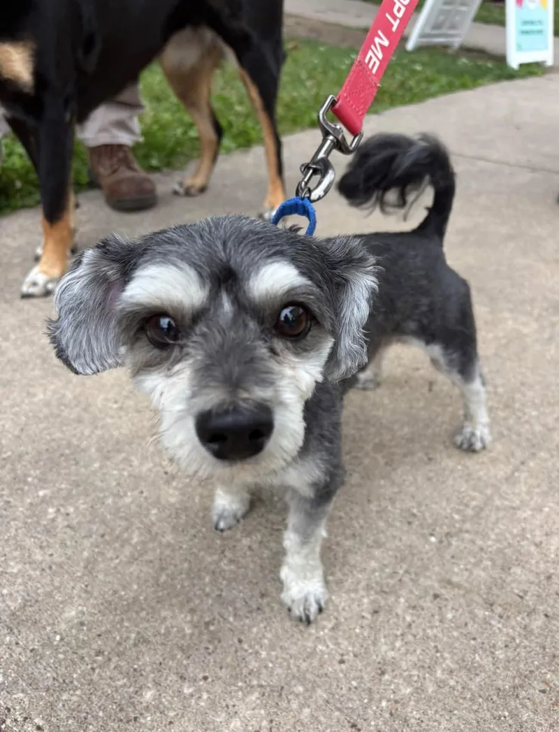 An adult small-sized male Poodle dog named Smokie for adoption in Omaha, NE