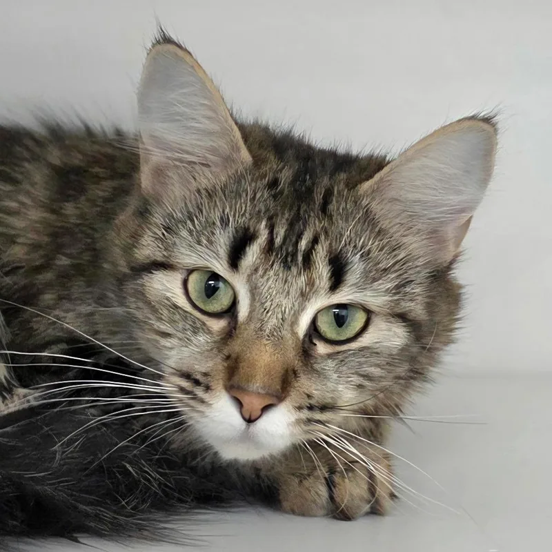 A young medium-sized female Domestic Medium Hair cat named Runts for adoption in Cumming, GA