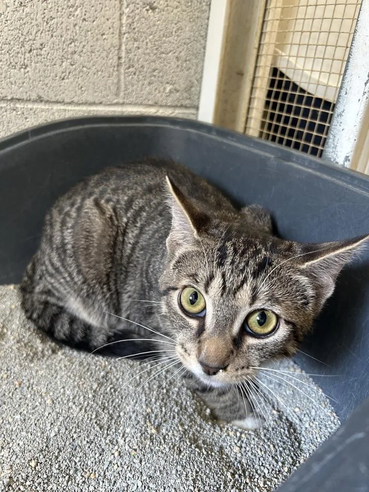 A young medium-sized male Domestic Short Hair cat named Bale for adoption in Ontario, CA