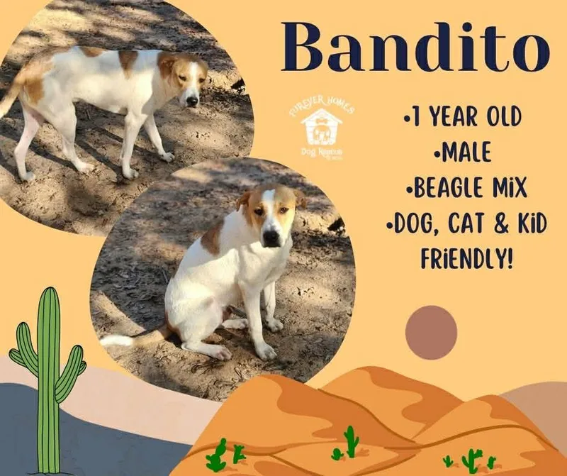 Bandito