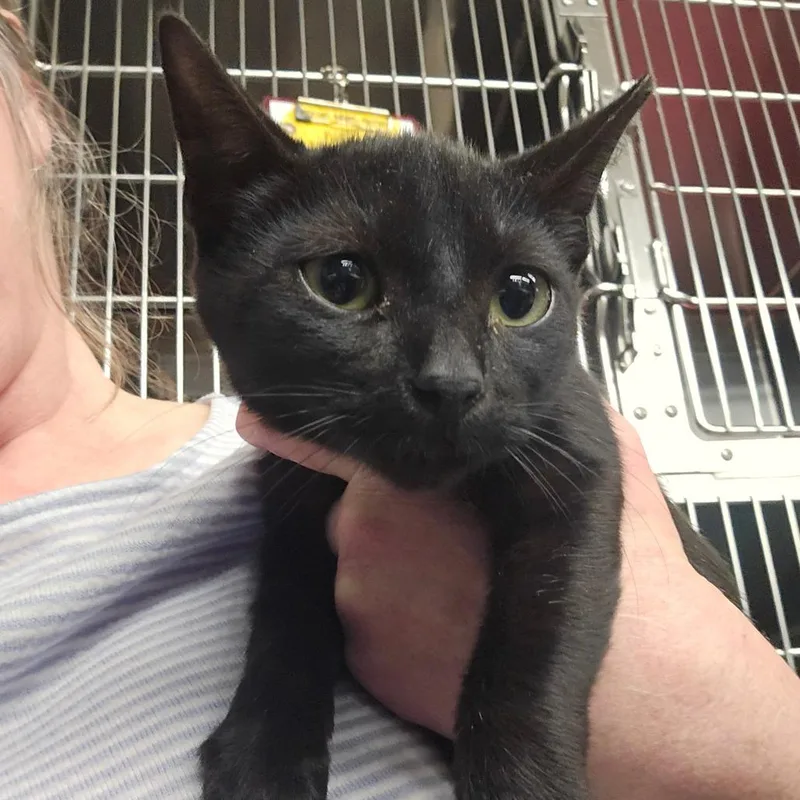 A baby small-sized male Domestic Short Hair cat named Sebastian for adoption in Spokane, WA