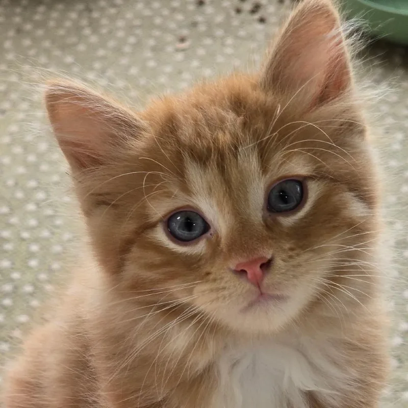 A baby small-sized male Orange / Red Domestic Short Hair cat named Cinnamon for adoption in Rochester, MN