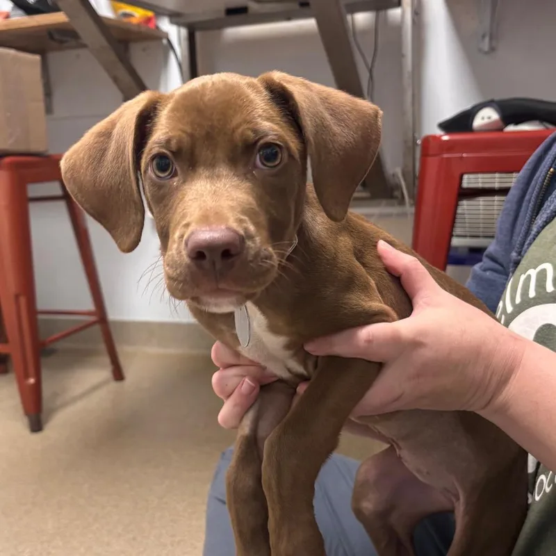 A baby small-sized female Vizsla dog named Aisha for adoption in Brookfield, WI