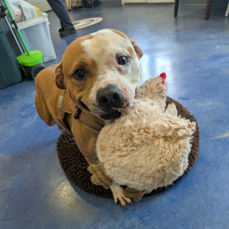An adult medium-sized male Pit Bull Terrier dog named Wally for adoption in Anderson, TX