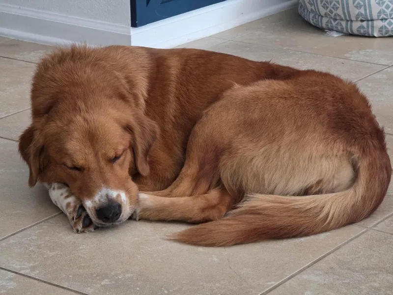 An adult medium-sized female Golden Retriever dog named Emmie for adoption in Jacksonville, FL