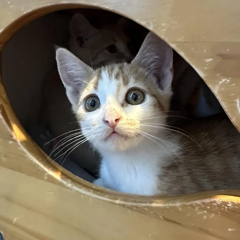 A baby small-sized female White Domestic Short Hair cat named Yakitori for adoption in Playa Vista, CA