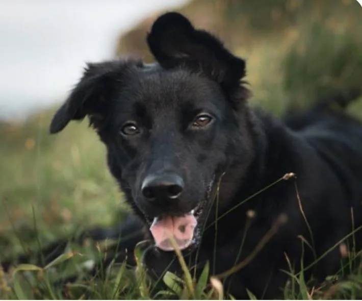 A baby medium-sized female Mountain Dog dog named Norah for adoption in San Ramon, CA