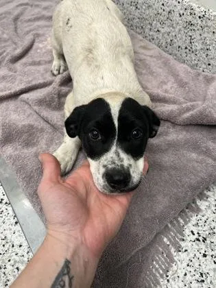 A baby small-sized female Mixed Breed dog named Meg for adoption in Atlanta, GA