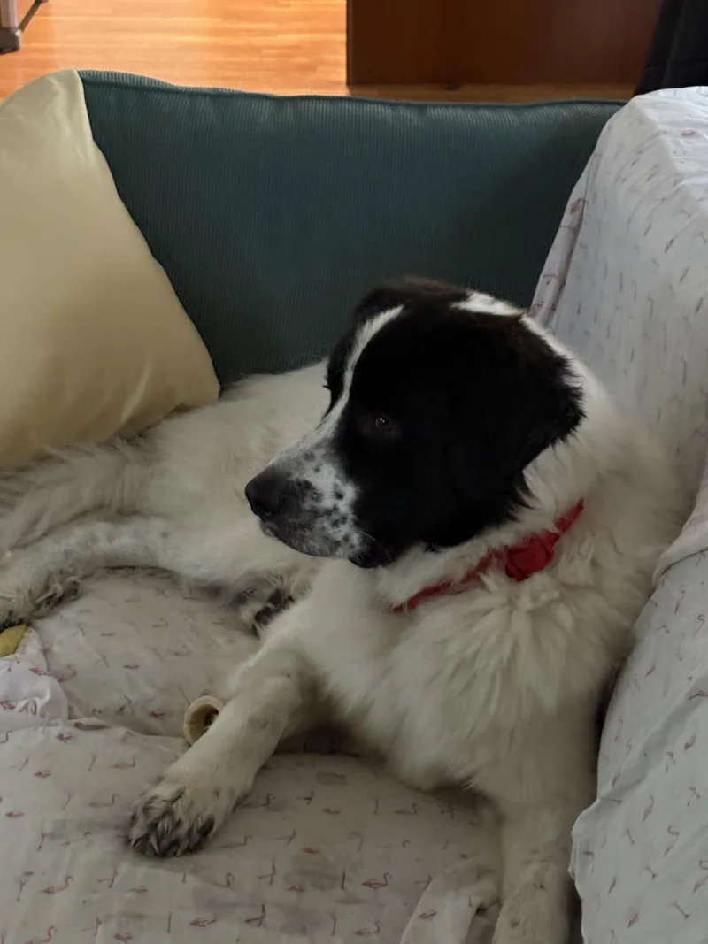 A young large-sized male White / Cream Bernese Mountain Dog dog named Bailey for adoption in Shrewsbury, MA