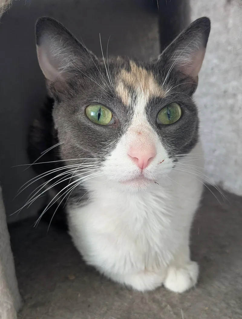 An adult medium-sized female Domestic Short Hair cat named Evian for adoption in Naugatuck, CT
