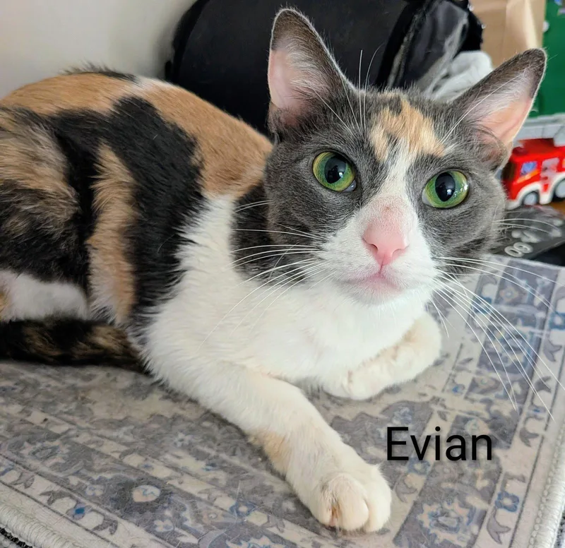 Evian thumbnail 2
