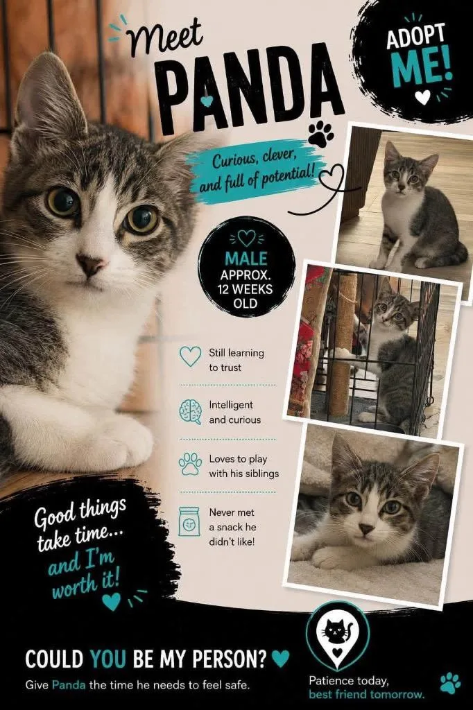 A baby small-sized male Domestic Short Hair cat named Panda for adoption in Mustang, OK