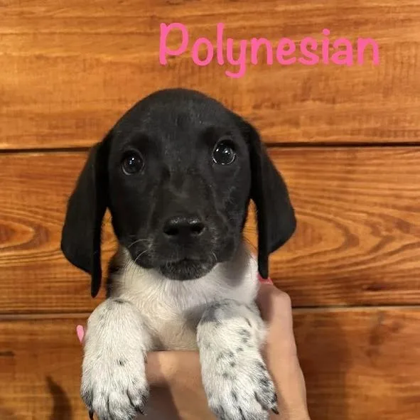 A baby small-sized female White / Cream Australian Shepherd dog named Polynesian for adoption in North Charleston, SC