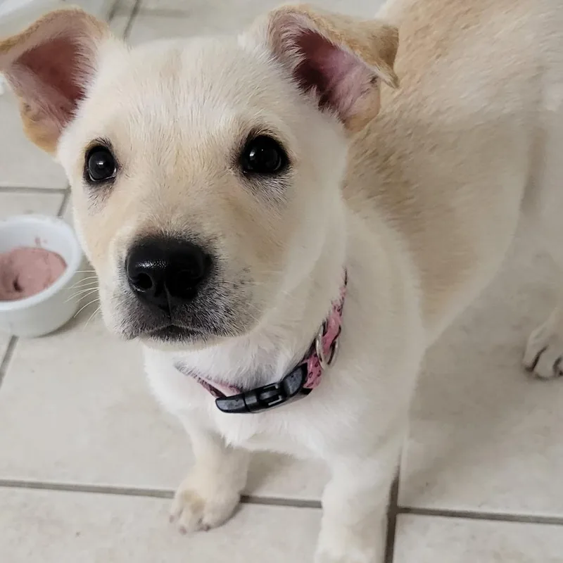 A baby small-sized female White / Cream Labrador Retriever dog named Maybelle for adoption in Houston, TX