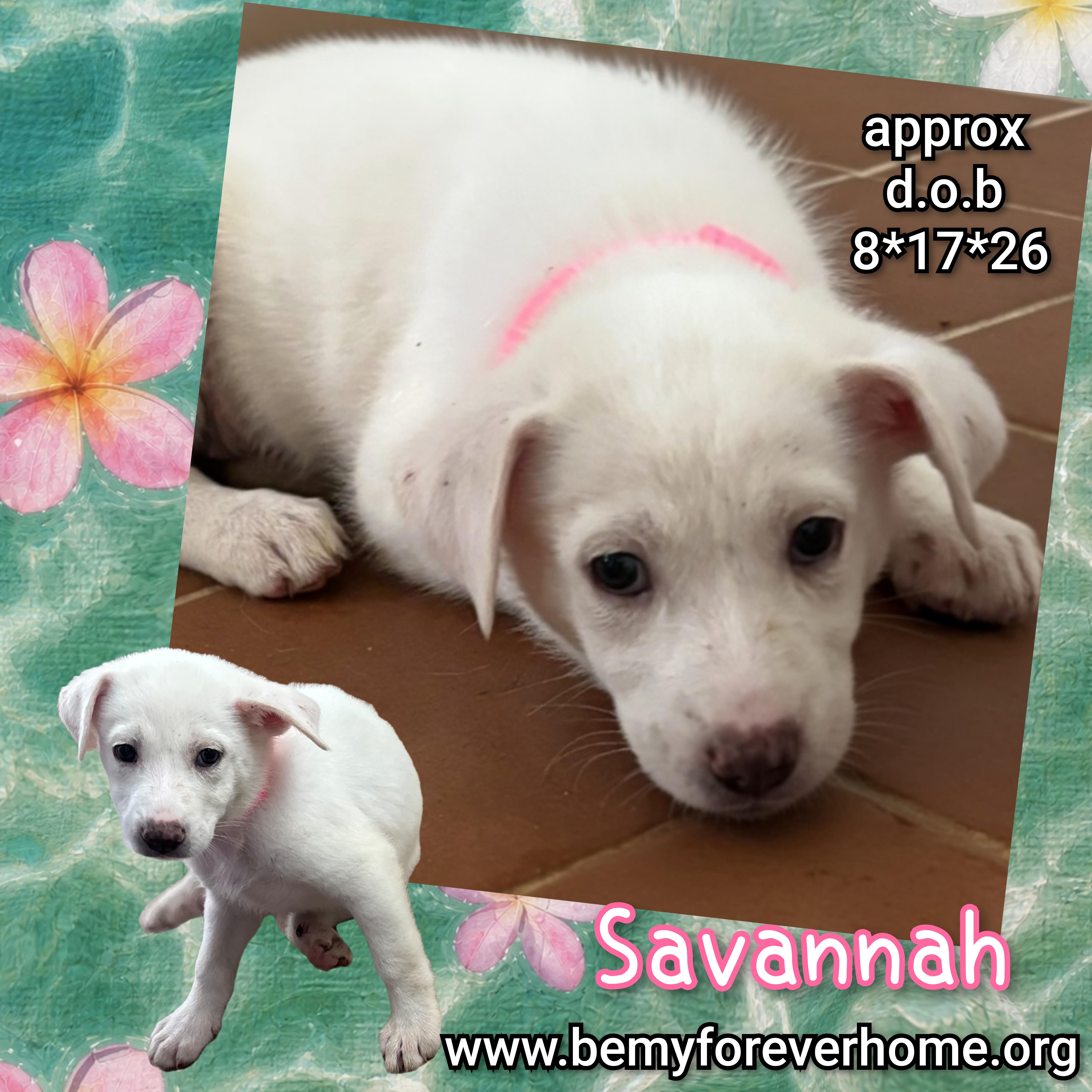 A baby large-sized female Great Pyrenees dog named Savannah for adoption in Plano, TX