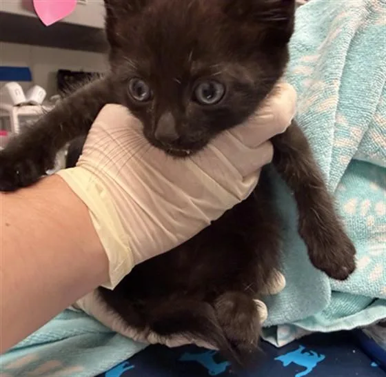 A baby small-sized male Domestic Short Hair cat named Prince for adoption in Ontario, CA