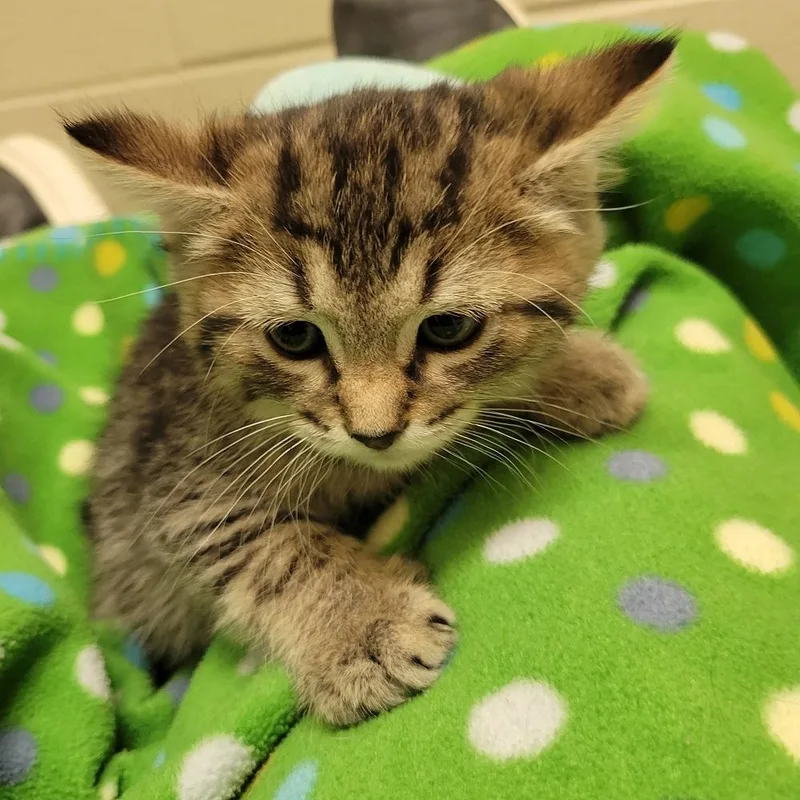 A baby medium-sized male Tabby (Brown / Chocolate) Domestic Short Hair cat named Kale for adoption in Mason City, IA