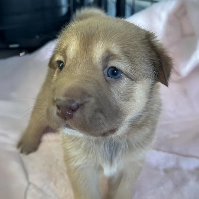 A baby large-sized female Labrador Retriever dog named Shasta Pup  Shastina for adoption in San Diego, CA