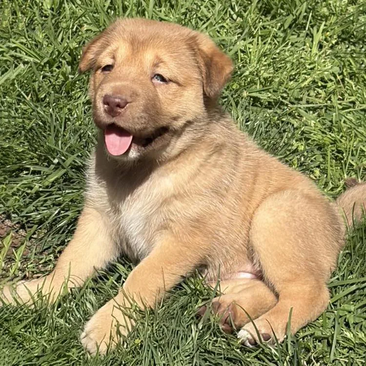 Shasta Pup  Shastina thumbnail 2