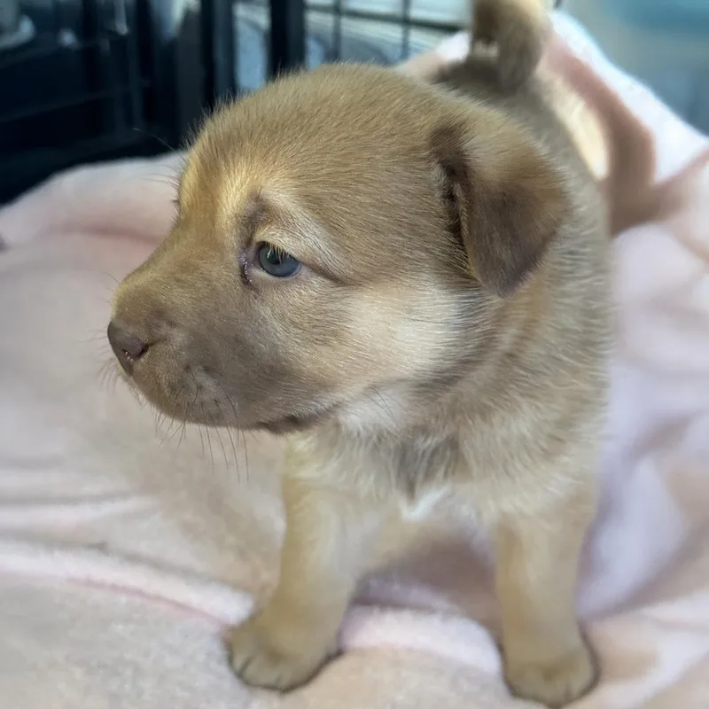 Shasta Pup  Shastina thumbnail 3