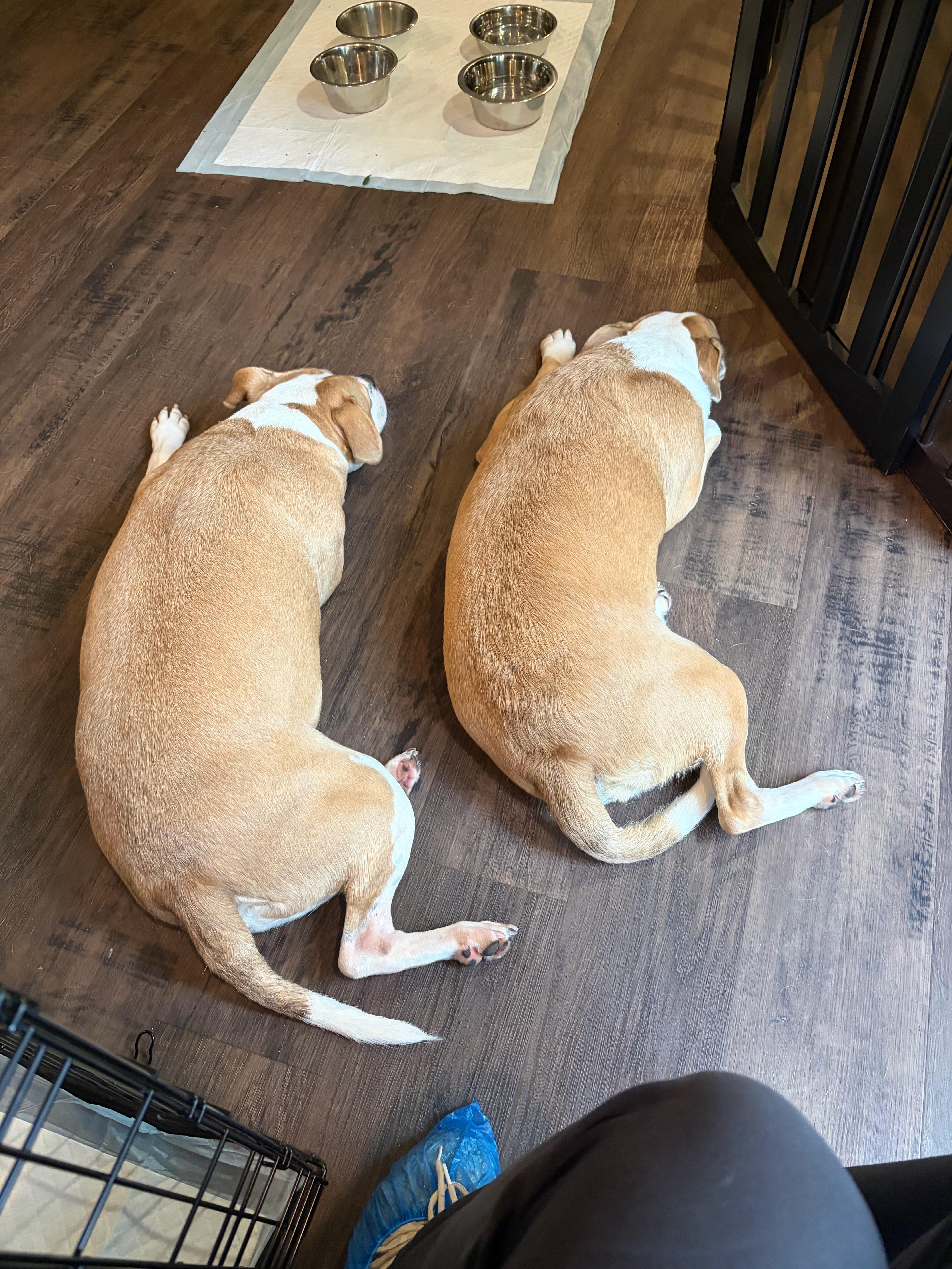 An adult medium-sized male American Staffordshire Terrier dog named Penny and Piper for adoption in Roswell, GA