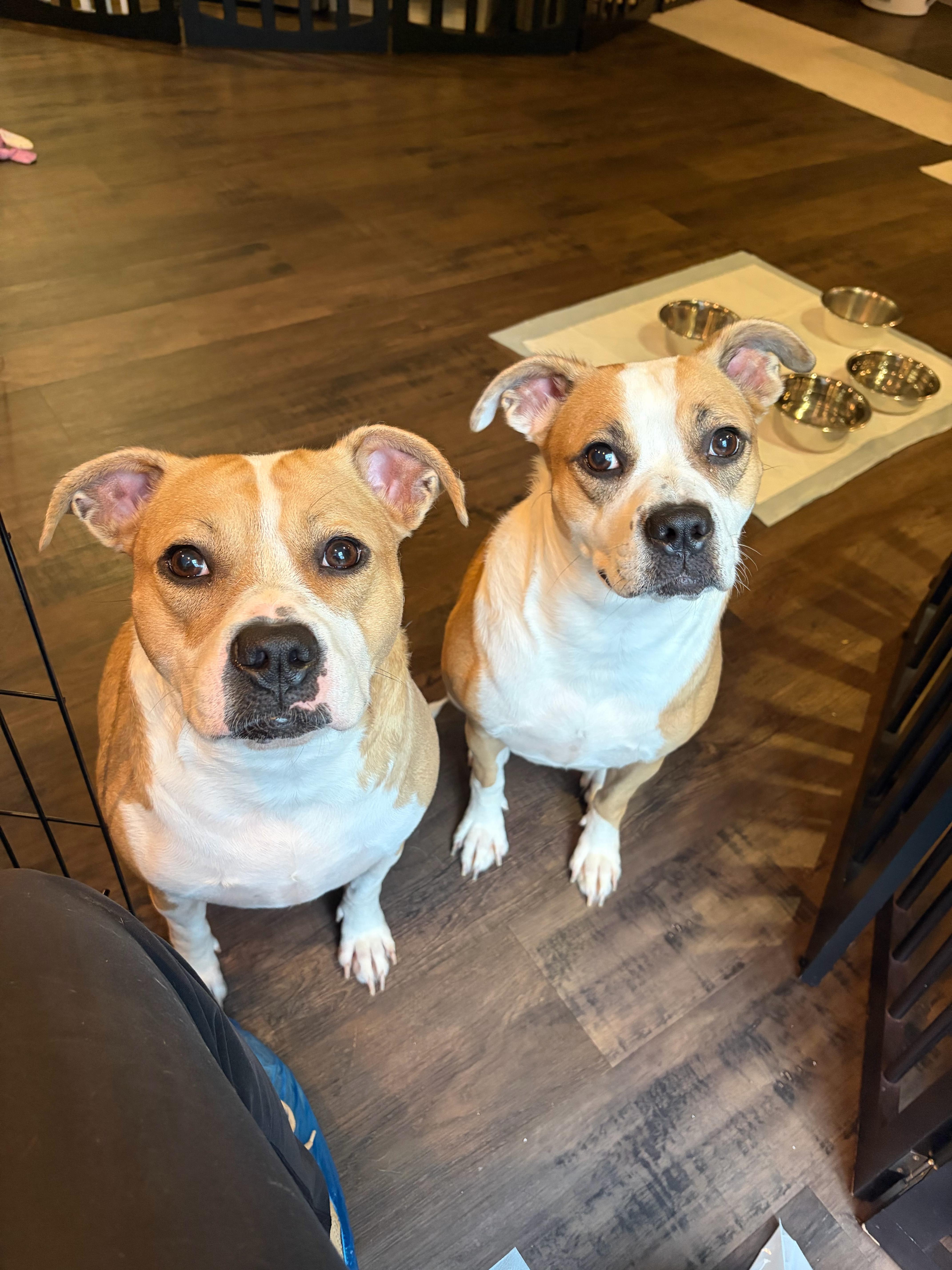 Penny and Piper thumbnail 2