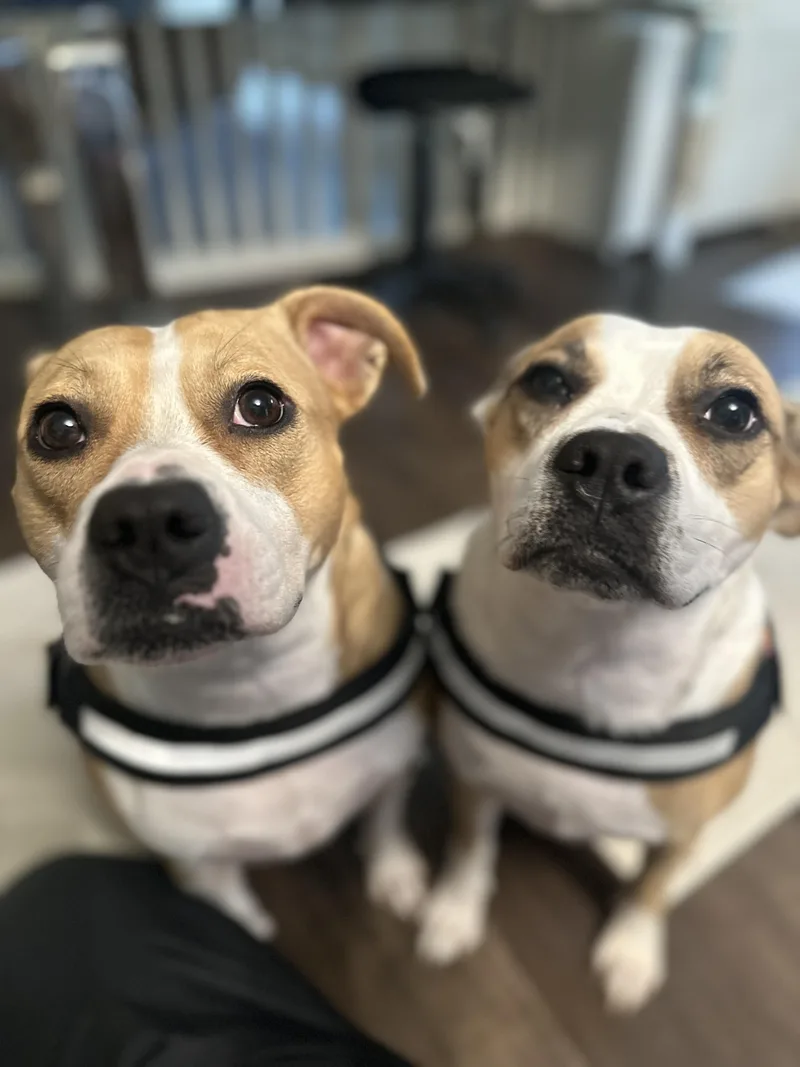 Penny and Piper thumbnail 3