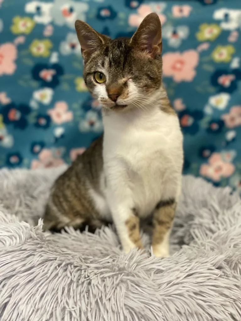 A baby small-sized female Domestic Short Hair cat named Skinny Minnie for adoption in Wintersville, OH