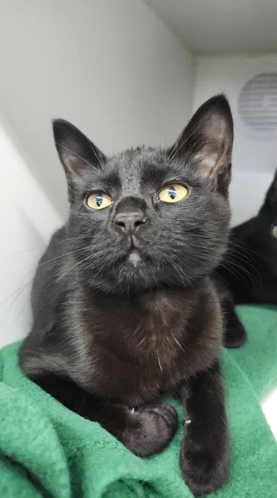 A baby large-sized male Domestic Short Hair cat named Jack for adoption in Sapulpa, OK