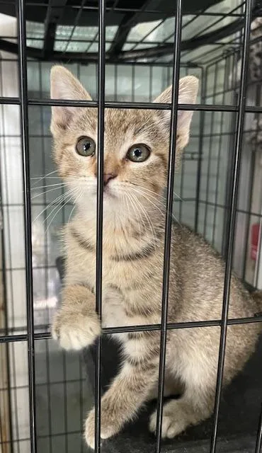 A baby small-sized female Domestic Short Hair cat named Ainsley for adoption in Fort Worth, TX