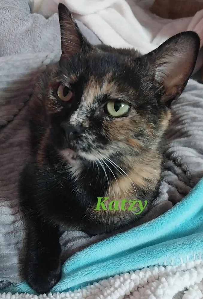 An adult medium-sized female Domestic Short Hair cat named Katzy for adoption in New Cumberland, WV