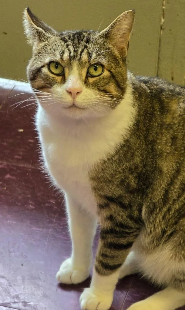 An adult medium-sized male Domestic Short Hair cat named Fred for adoption in Muskegon, MI