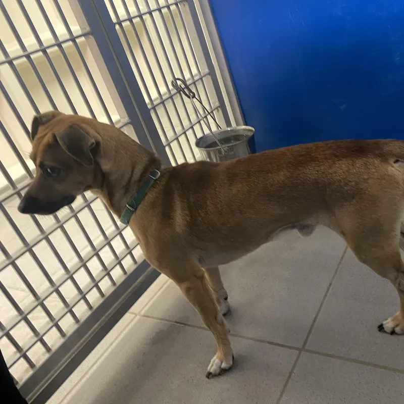 An adult small-sized male Chihuahua dog named Scooby Doo for adoption in Hays, KS