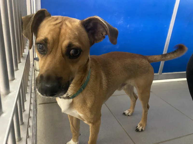 Scooby Doo thumbnail 2