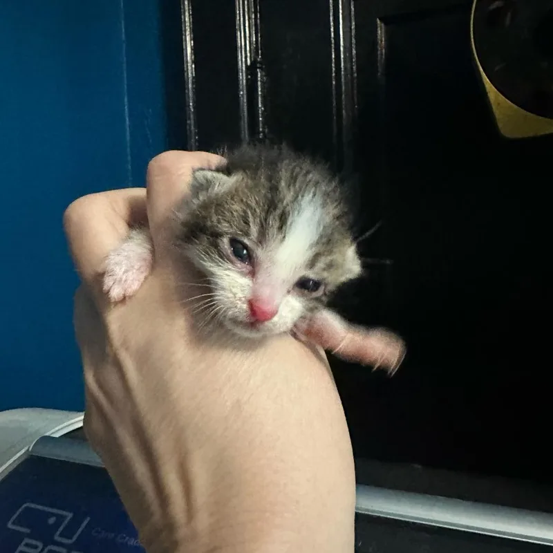 A baby small-sized female White Domestic Short Hair cat named Frankel for adoption in Chattanooga, TN