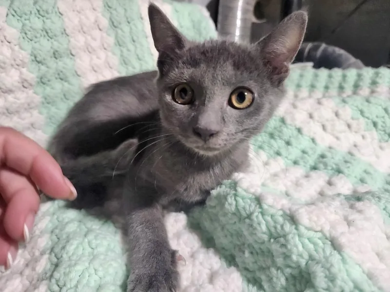 A baby medium-sized female Russian Blue cat named Ebony for adoption in East Brunswick, NJ
