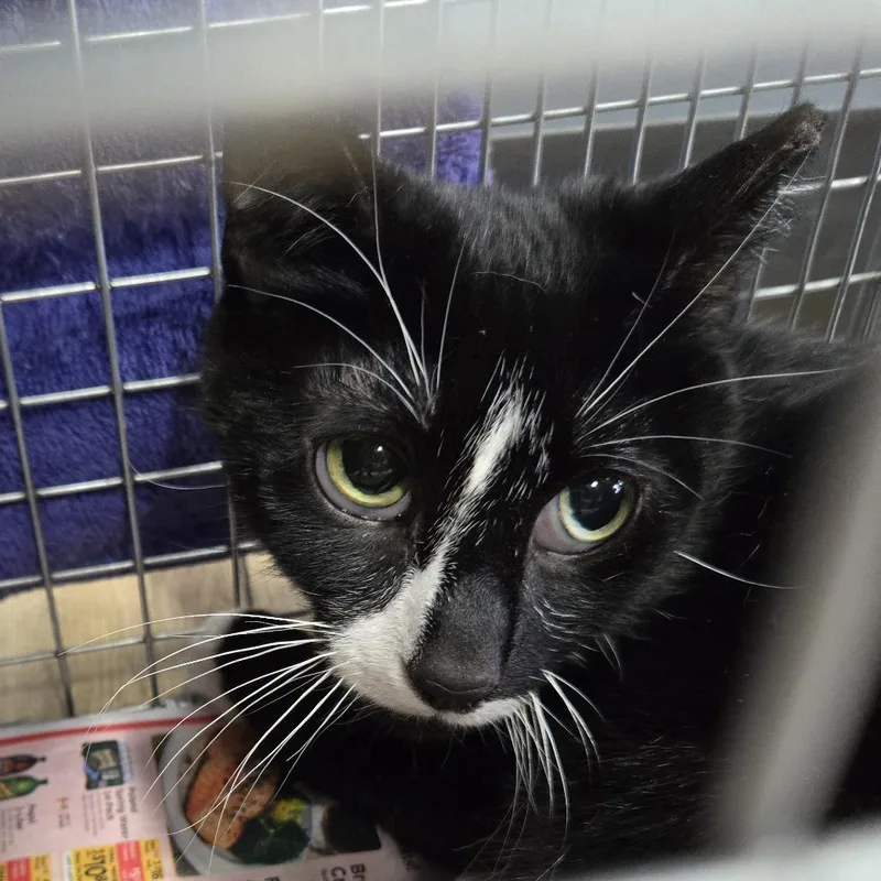 An adult medium-sized female Black Domestic Short Hair cat named Sheila for adoption in Weimar, CA