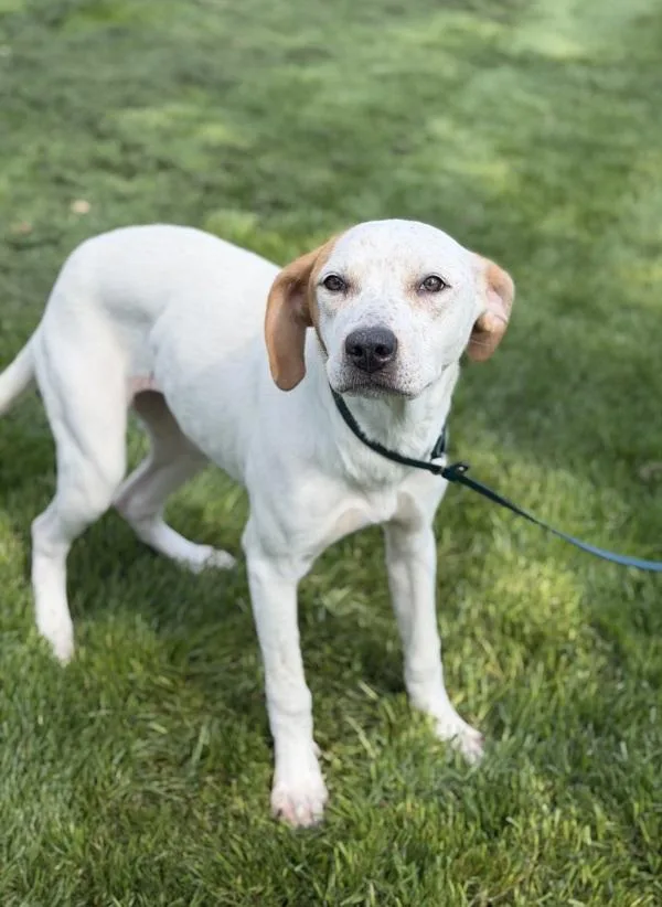 A young medium-sized female Labrador Retriever dog named Shell for adoption in Lancaster, OH