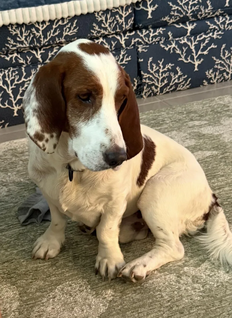 A young medium-sized male Bicolor Basset Hound dog named Charlie for adoption in Auburndale, FL