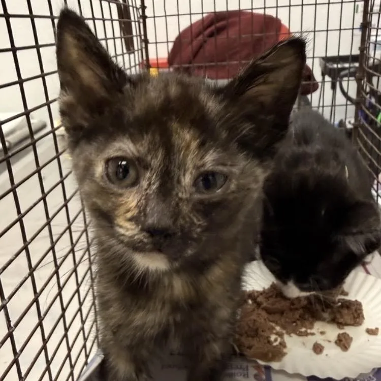A baby small-sized female Tortoiseshell Domestic Short Hair cat named Feyre for adoption in Los Angeles, CA