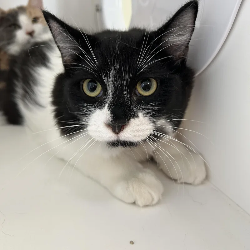 A young medium-sized male Black & White / Tuxedo Tuxedo cat named Dunkin for adoption in La Grange Park, IL