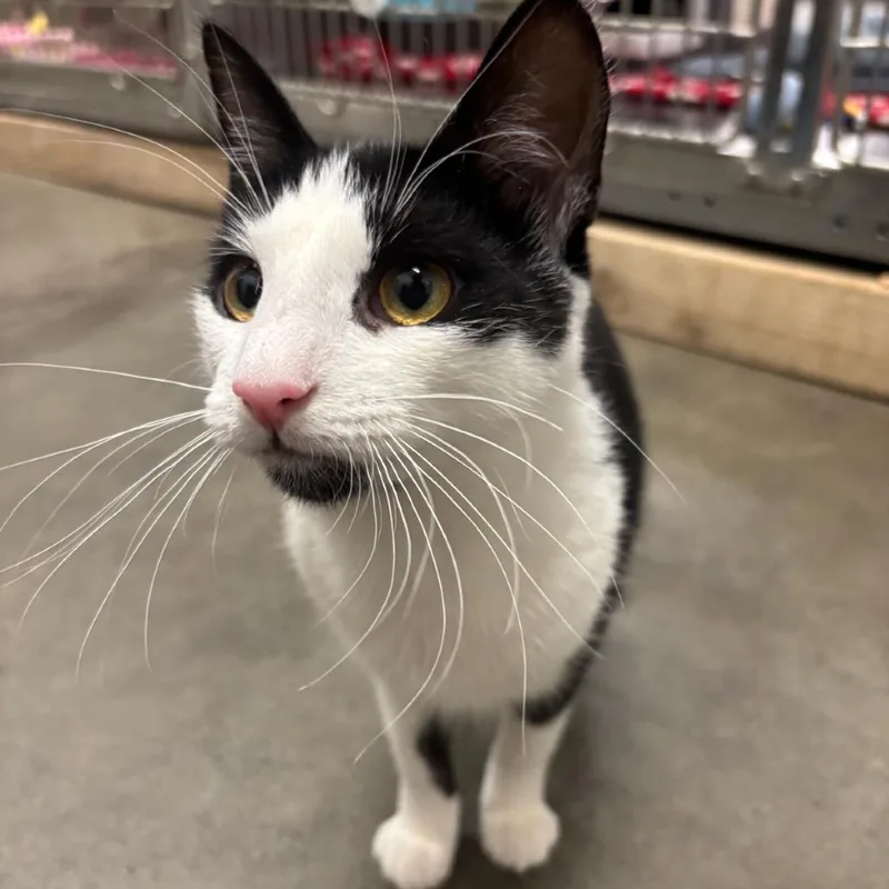 A young small-sized female Black Domestic Short Hair cat named Belle for adoption in Hemet, CA