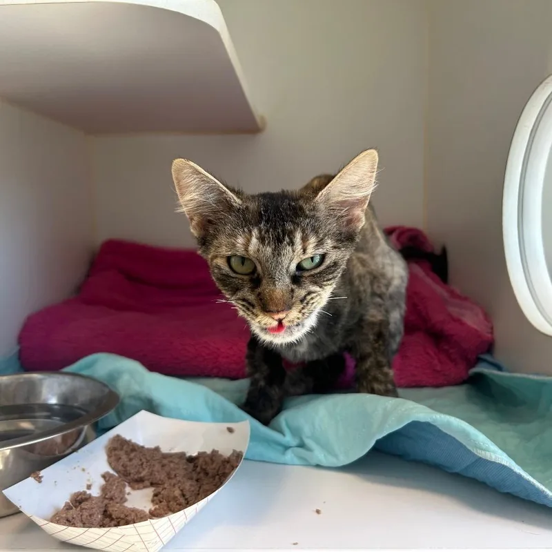 An adult medium-sized female Tortoiseshell American Shorthair cat named Bella Louisa for adoption in Middletown, NY