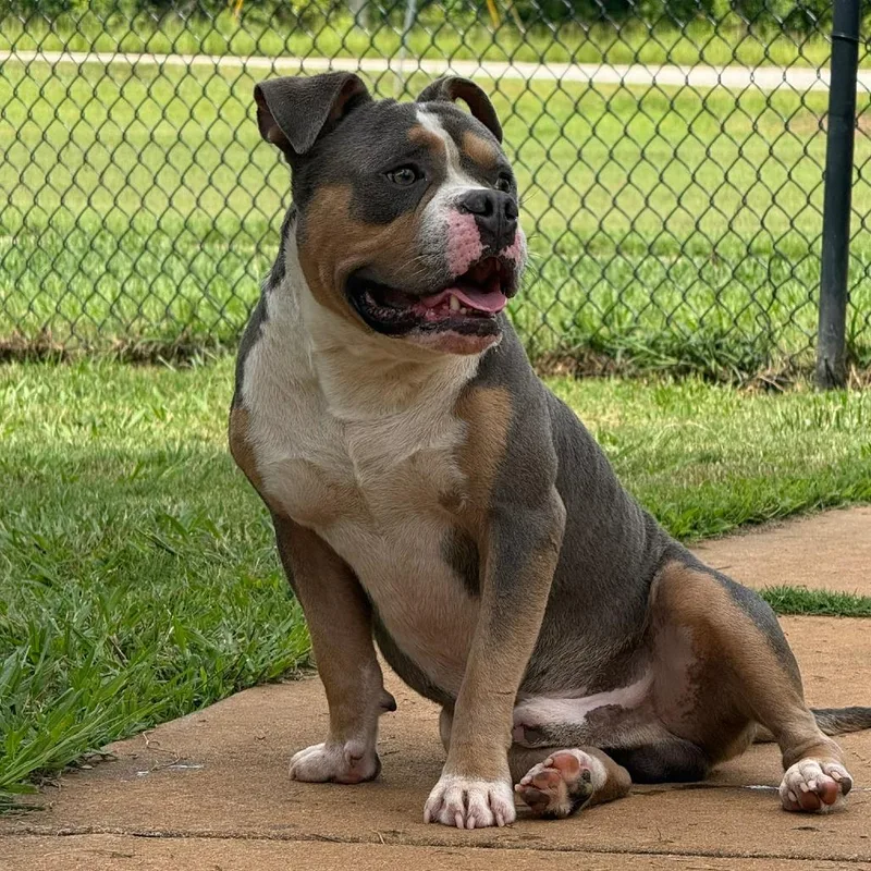 An adult small-sized male Gray / Blue / Silver English Bulldog dog named Bluto for adoption in LaGrange, GA