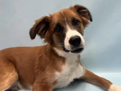 A young medium-sized male Labrador Retriever dog named Bentley for adoption in Golden Valley, MN