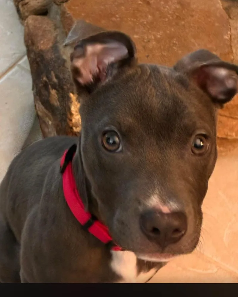 A baby medium-sized female Pit Bull Terrier dog named Scooter Bean for adoption in Troy, MI