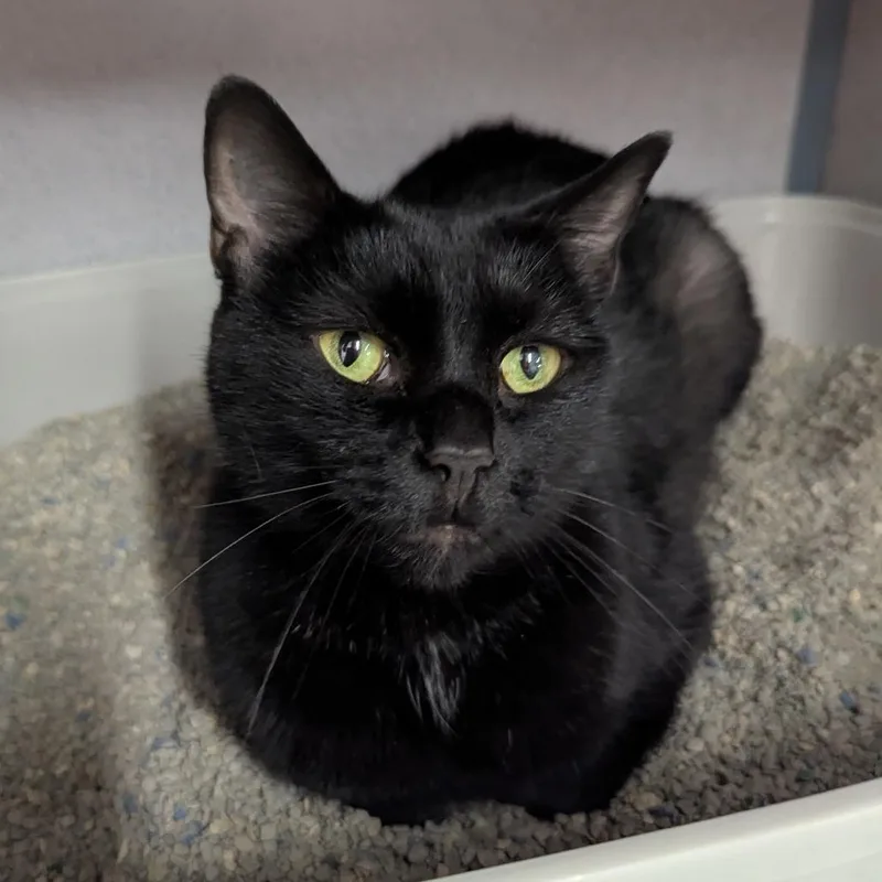 An adult medium-sized female Black Domestic Short Hair cat named Belladonna for adoption in Evansville, IN