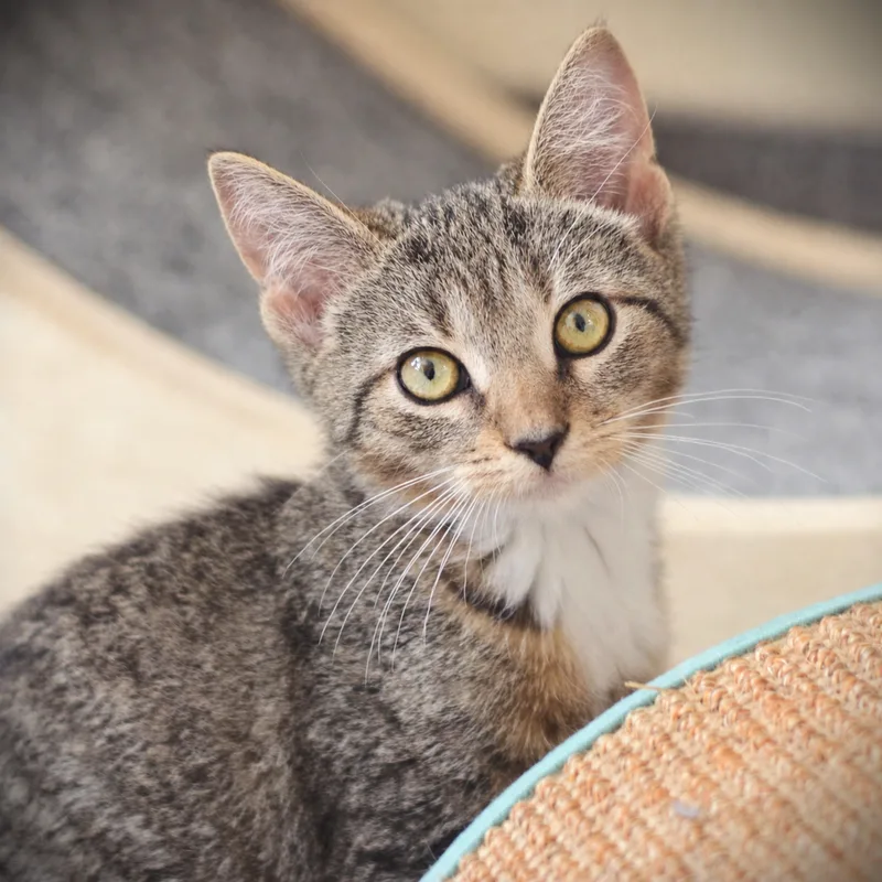 A baby medium-sized female Tabby (Tiger Striped) Domestic Short Hair cat named Sonya for adoption in Amsterdam, NY