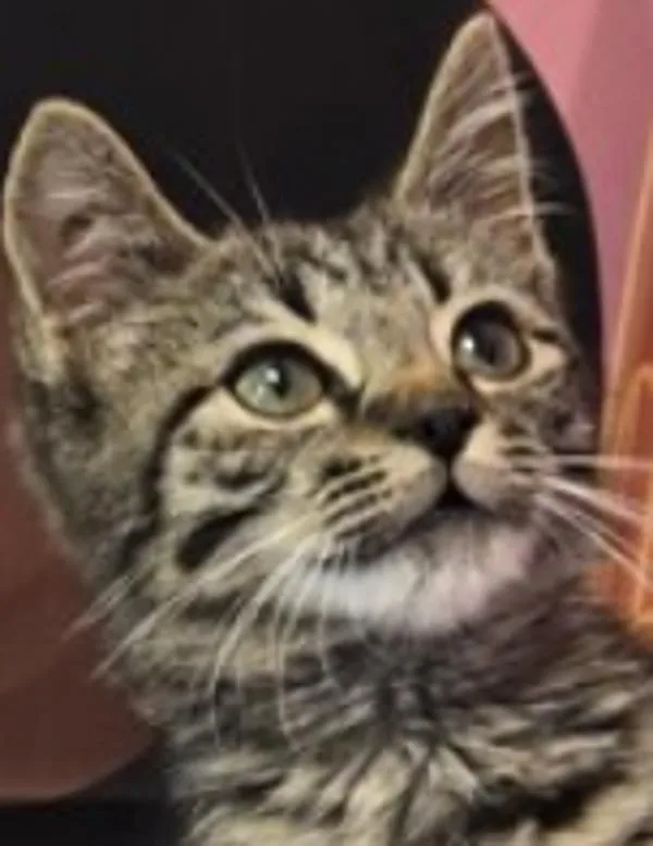 A baby small-sized male Domestic Short Hair cat named Flockaveli for adoption in Roanoke, VA